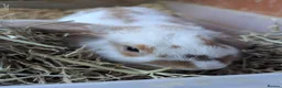 Mixed Breed rabbits for sale: Baby rabbits in Fleet - Advert 8