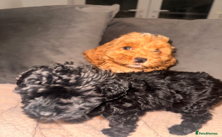 Cavapoo dogs - Advert 13