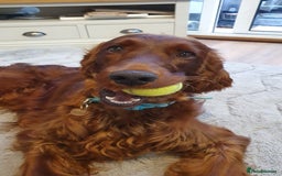 Irish Setter dogs for stud: Irish Setter (Red) Available for Stud. - Image 5
