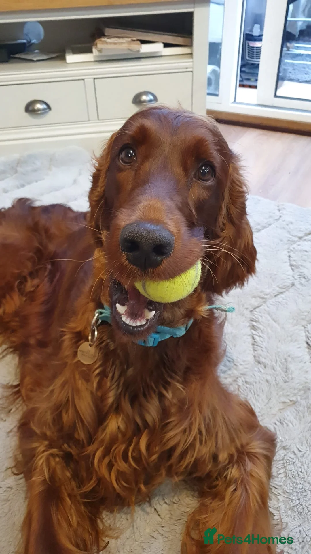 Irish Setter dogs for stud: Irish Setter (Red) Available for Stud. - Advert 5