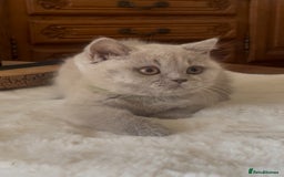 British Shorthair cats for sale: Two Beautiful BSH girls Champion line  - Image 3