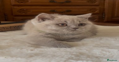 British Shorthair cats - Advert 8