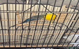 Budgerigars birds for sale: Free to good home collection only - Image 2