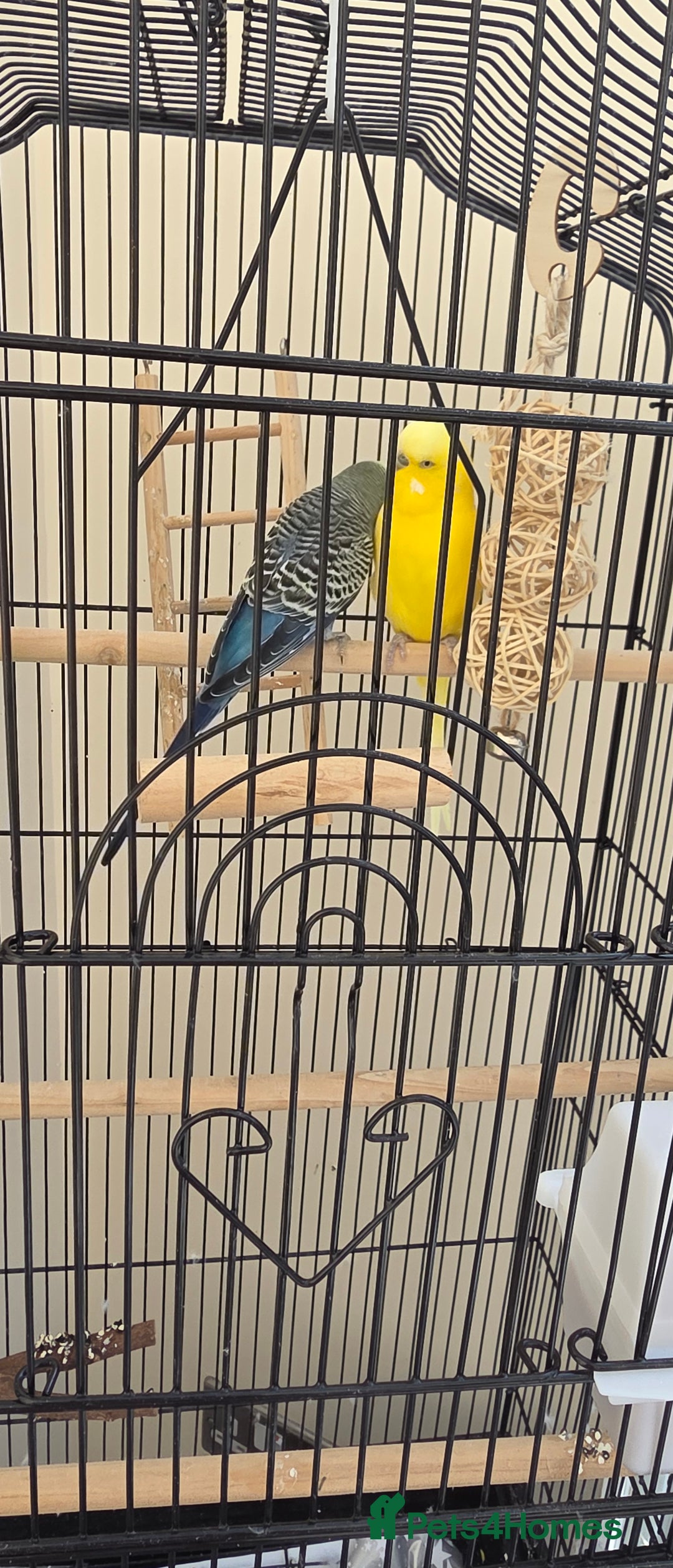 Budgerigars birds for sale: Free to good home collection only - Image 2