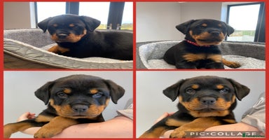 Rottweiler dogs KC Rottweiler puppies ready now - Advert 5