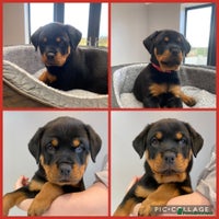 Rottweiler dogs KC Rottweiler puppies ready now - Advert 5