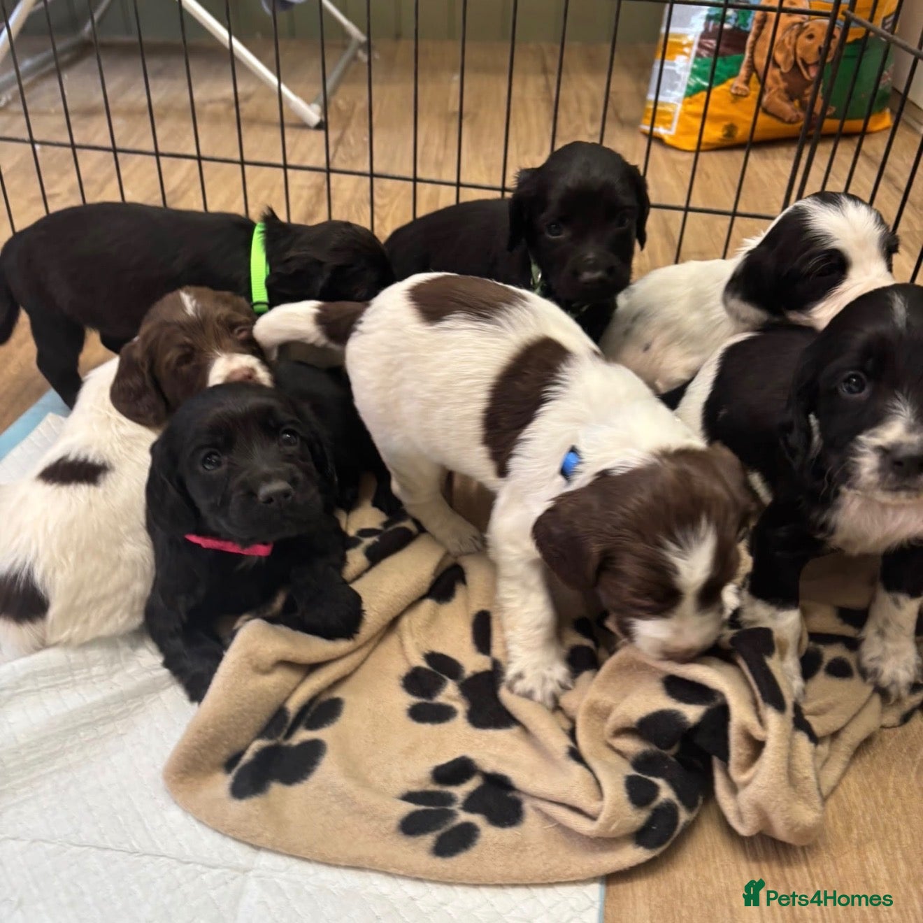 Sprocker dogs F1 Sprocker Spaniel Puppies - Advert 1
