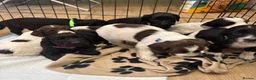 Sprocker dogs for sale: F1 Sprocker Spaniel Puppies - Advert 1