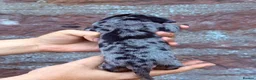 Miniature Dachshund dogs for sale: 🐾 Miniature Dachshund Puppies for Sale 🐾 - Advert 3