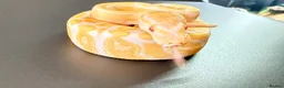 Python Snake reptiles for sale: 1.0 GHI, Leo, 66% het Pied  - Advert 10
