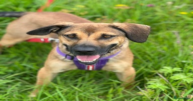 Mixed Breed dogs - Advert 1