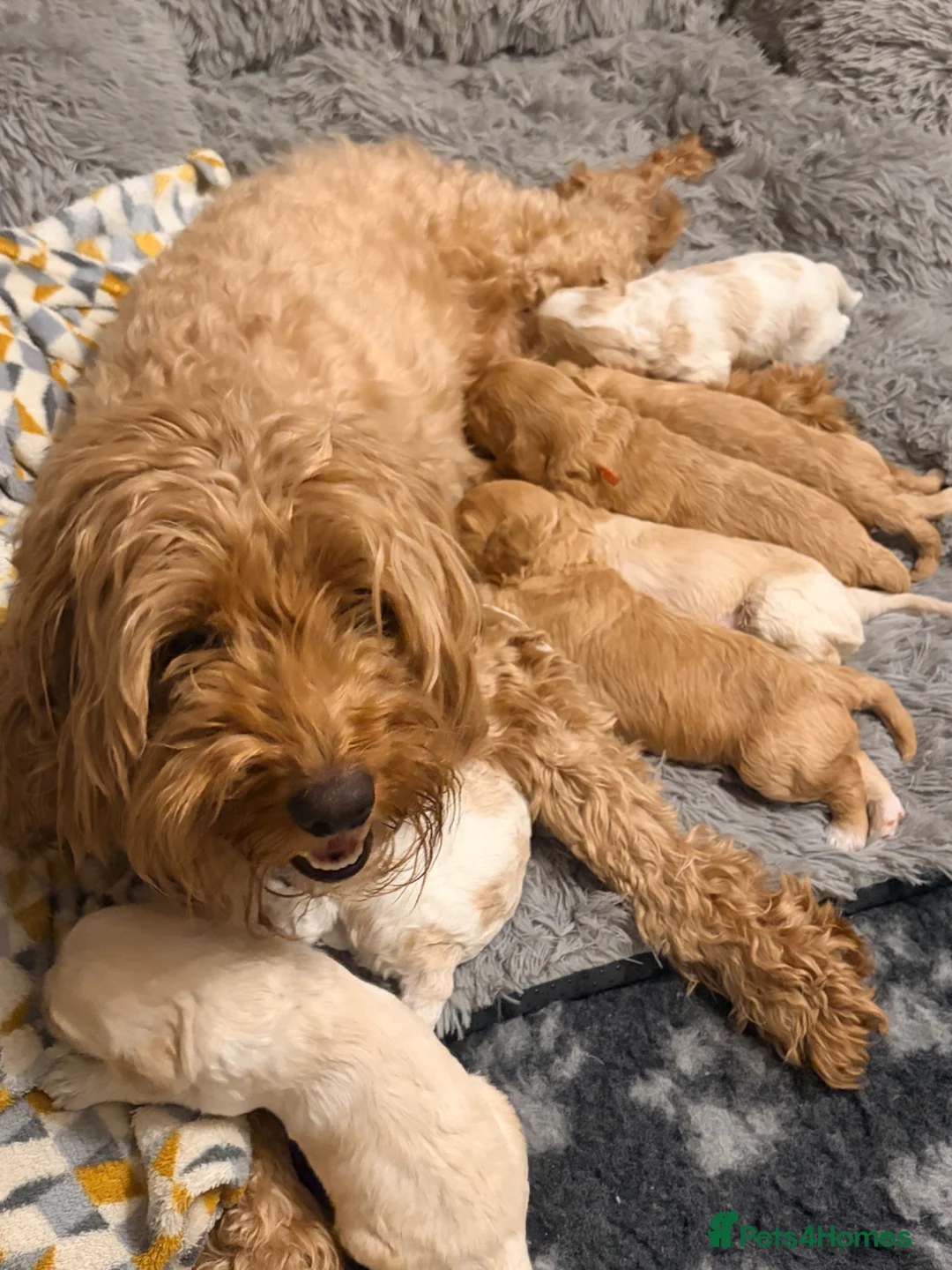 Cavapoo dogs for sale: Beautiful Cavapoo puppies  - Advert 13