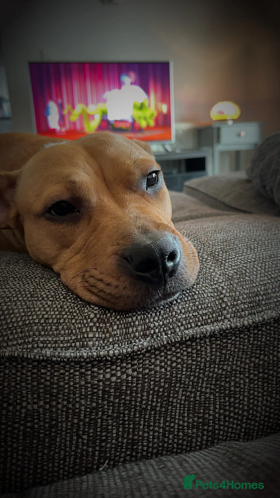 Mixed Breed dogs for sale: Little kalii in Eastleigh - Advert 2