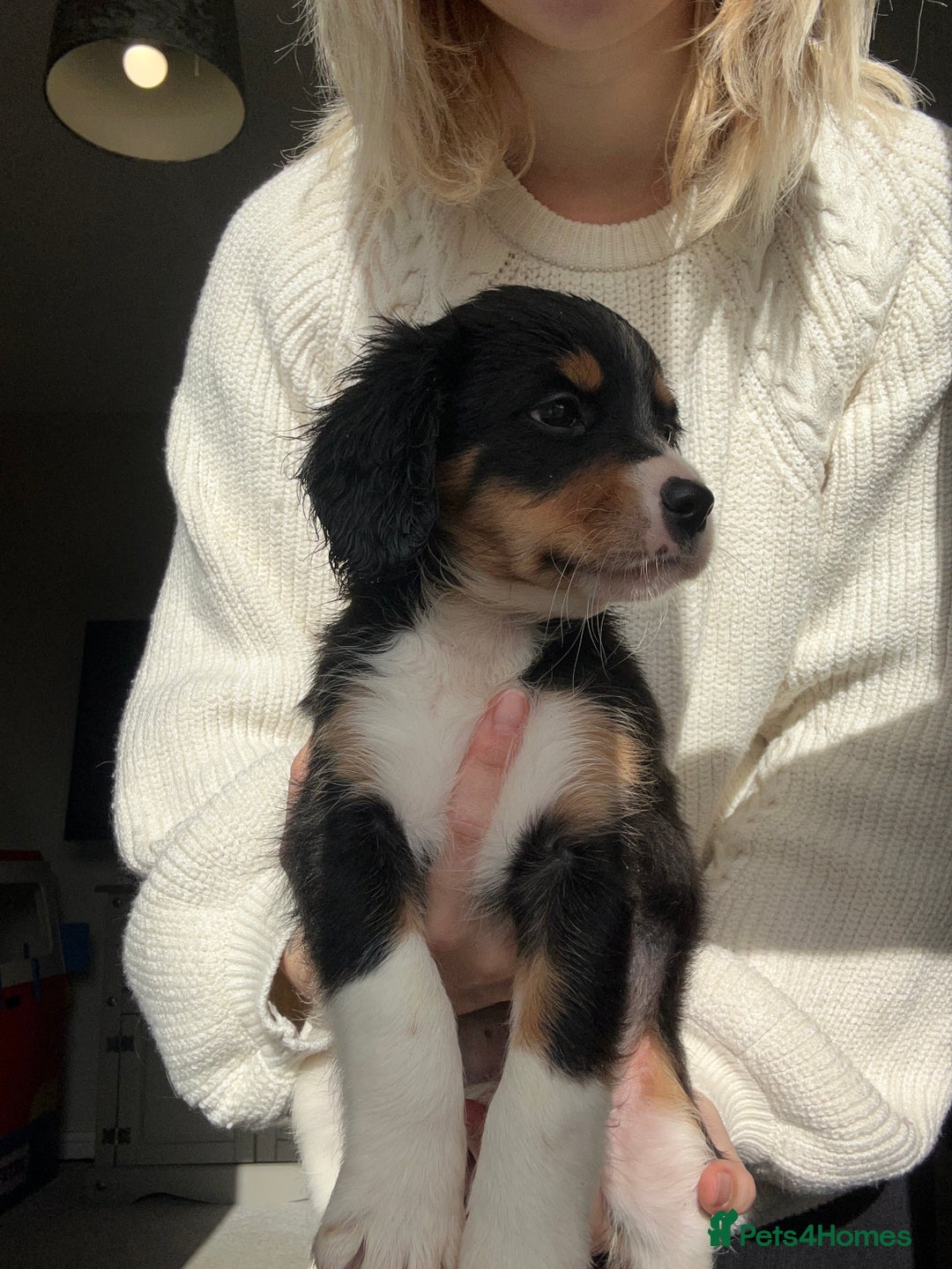 Mixed Breed dogs for sale: Borderlier puppy  - Image 3
