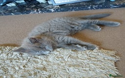 British Shorthair cats for sale: Gorgeous Short-hair British Blue - Image 11