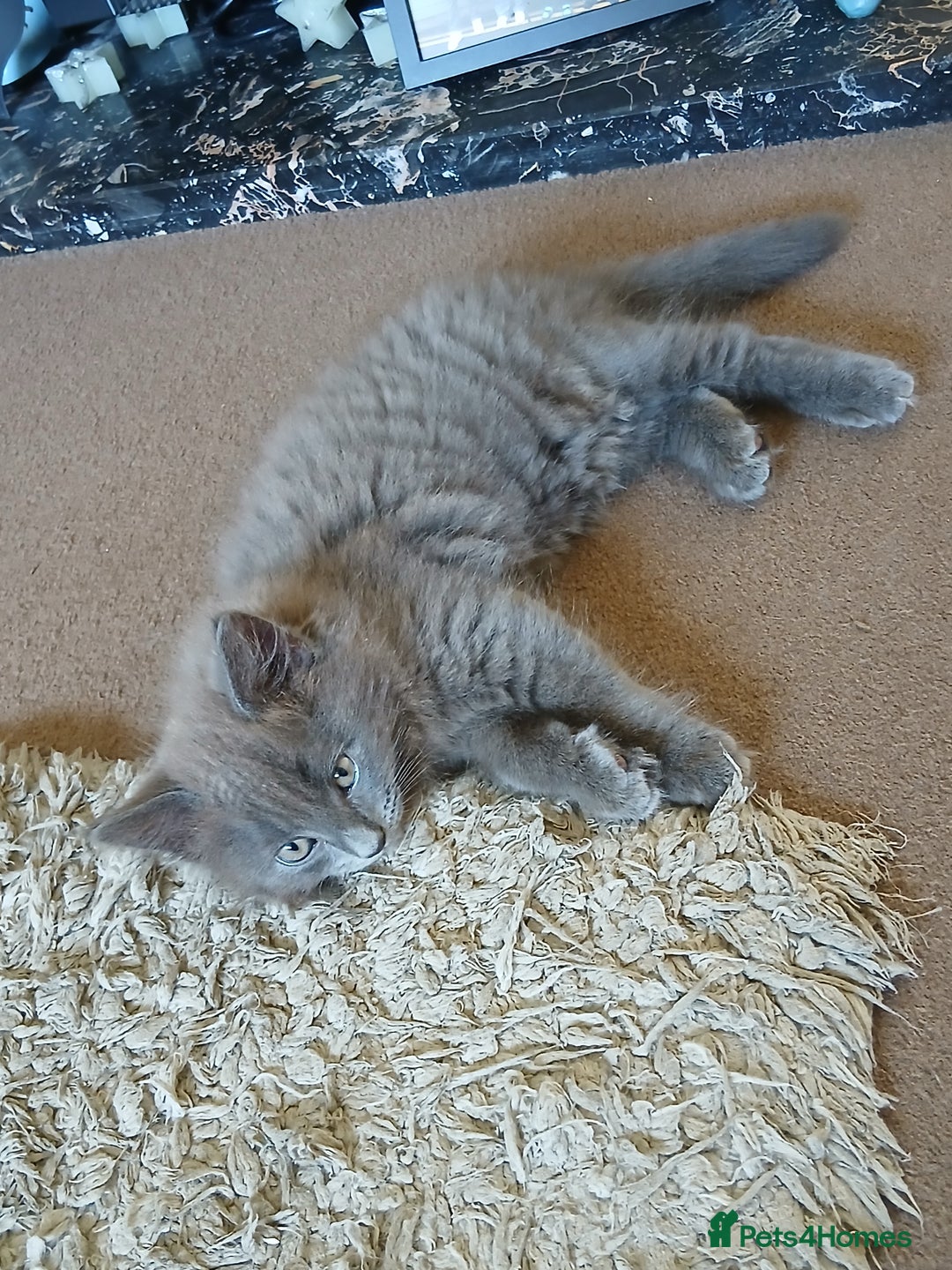 British Shorthair cats for sale: Gorgeous Short-hair British Blue - Image 11