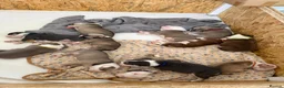 Olde English Bulldogge dogs for sale: 12 olde English bulldogs  - Advert 2