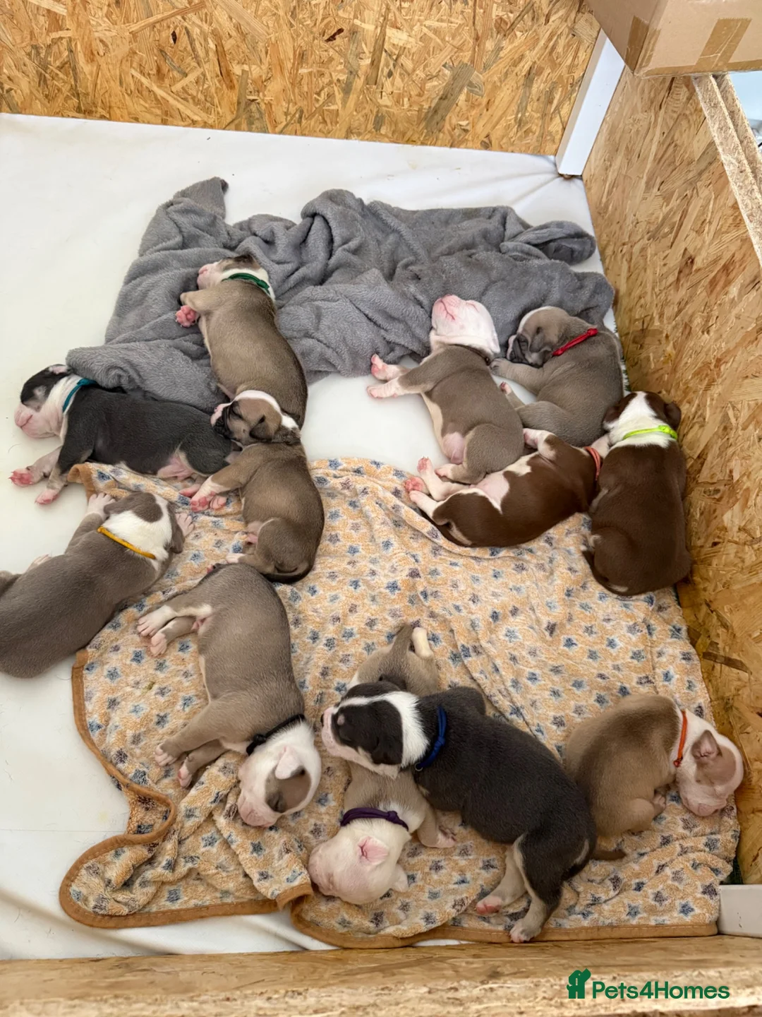 Olde English Bulldogge dogs for sale: 12 olde English bulldogs  - Advert 2