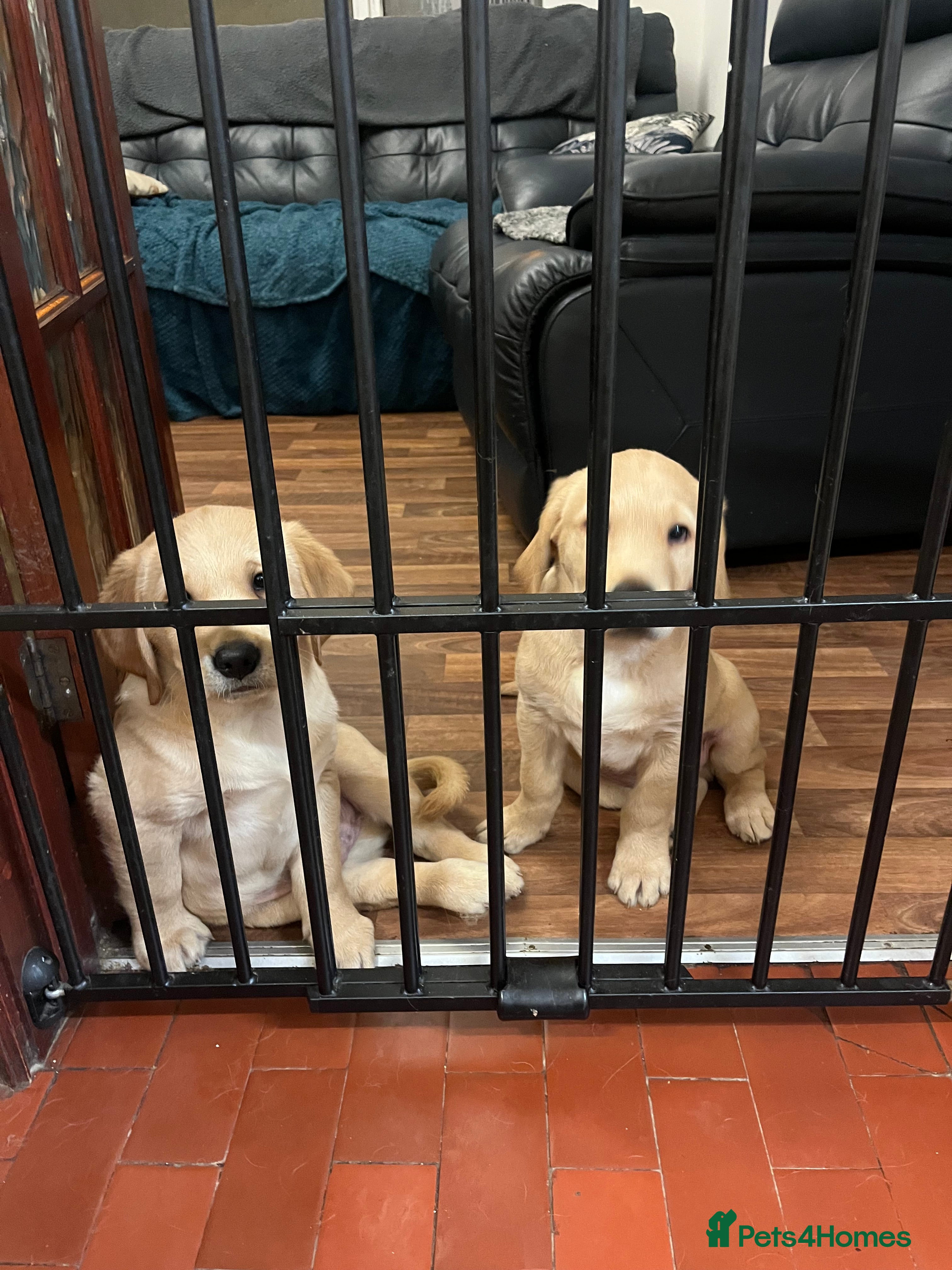 Goldador dogs 2 Golden Labrador male Pups  - Advert 1