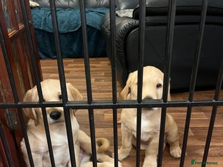 Goldador dogs 2 Golden Labrador male Pups - Advert 1