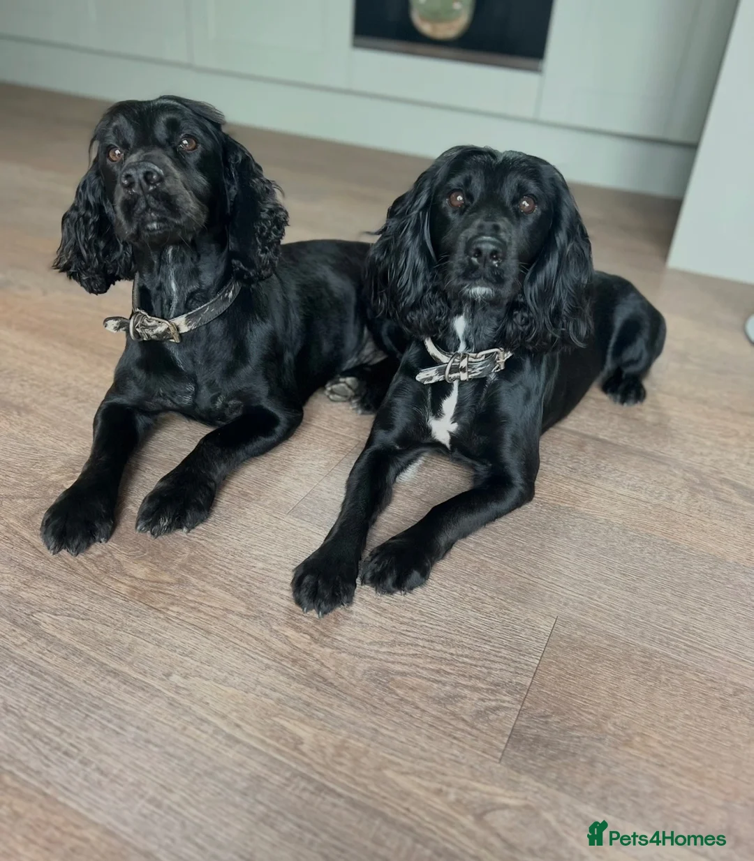 Cocker Spaniel dogs for sale: Quality Working Cocker Spaniel Puppies in Shrewsbury - Advert 2