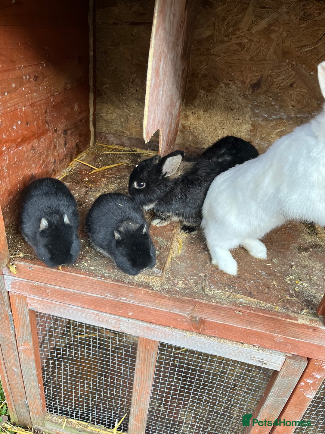 Netherland Dwarf rabbits for sale: Purebred Netherland dwarf babies.  - Advert 8