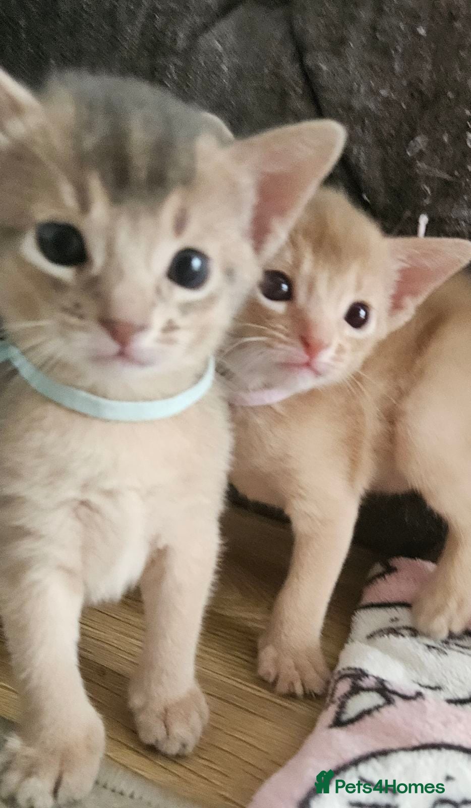Abyssinian cats Beautiful Abyssinian Kittens  - Advert 4