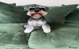 Miniature Schnauzer dogs for stud: 5th gen kc registered miniature schnauzer stud in Doncaster - Image 2