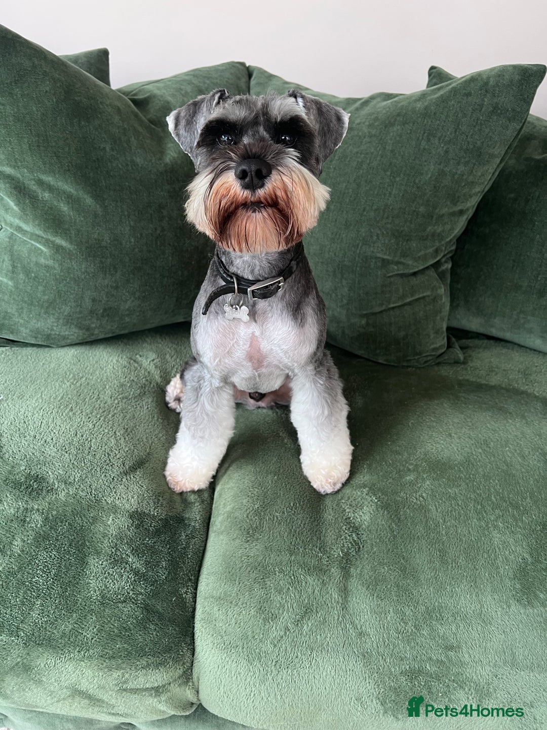 Miniature Schnauzer dogs for stud: 5th gen kc registered miniature schnauzer stud in Doncaster - Image 2