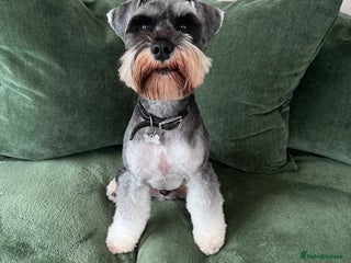 Miniature Schnauzer dogs in Doncaster - Advert 8