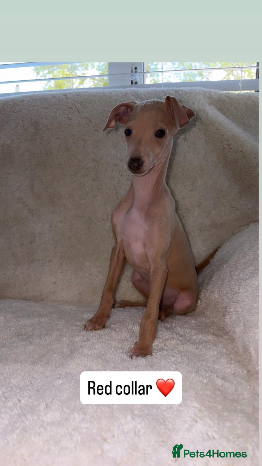 Italian Greyhound dogs Ready to leave last 3 boys Kc registered - Advert 5
