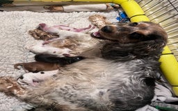 Cocker Spaniel dogs for sale: Kc registered show type cocker spaniel puppies - Image 1