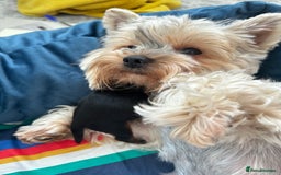 Yorkshire Terrier dogs for sale: Tiny Yorkshire Terrier ( 1 boy and 2girls 🐶🐶) - Image 17