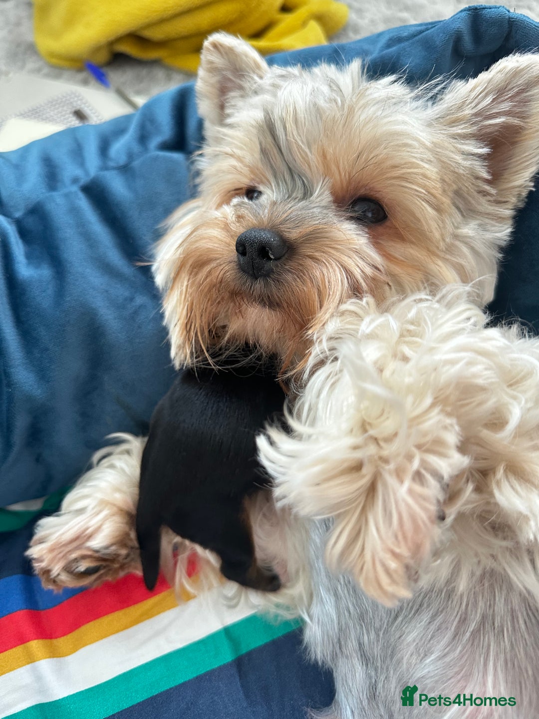 Yorkshire Terrier dogs for sale: Tiny Yorkshire Terrier ( 1 boy and 2girls 🐶🐶) - Image 17