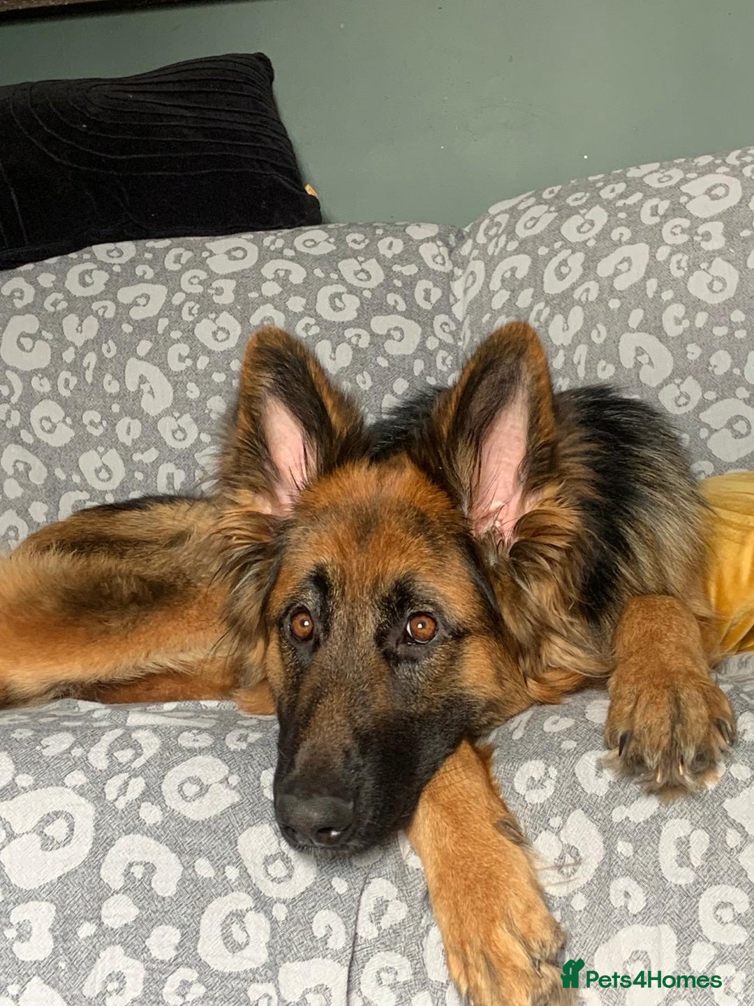 German Shepherd dogs for sale: German shepherd female  - Image 7