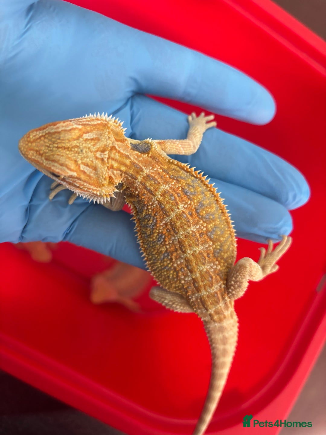 Bearded Dragon reptiles for sale: Baby bearded dragons  - Image 9