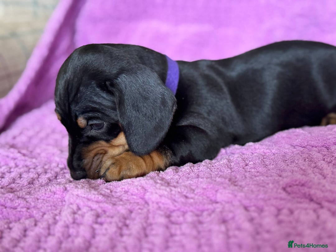 Dachshund dogs for sale: Stunning Dachshund Puppies  - Image 22