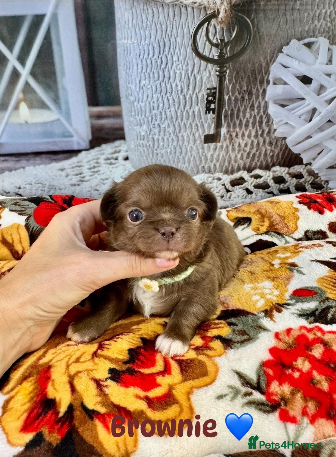 Chihuahua dogs for sale: 🤎 Exotic KC LC chocolate chihuahuas 🤎 - Advert 1