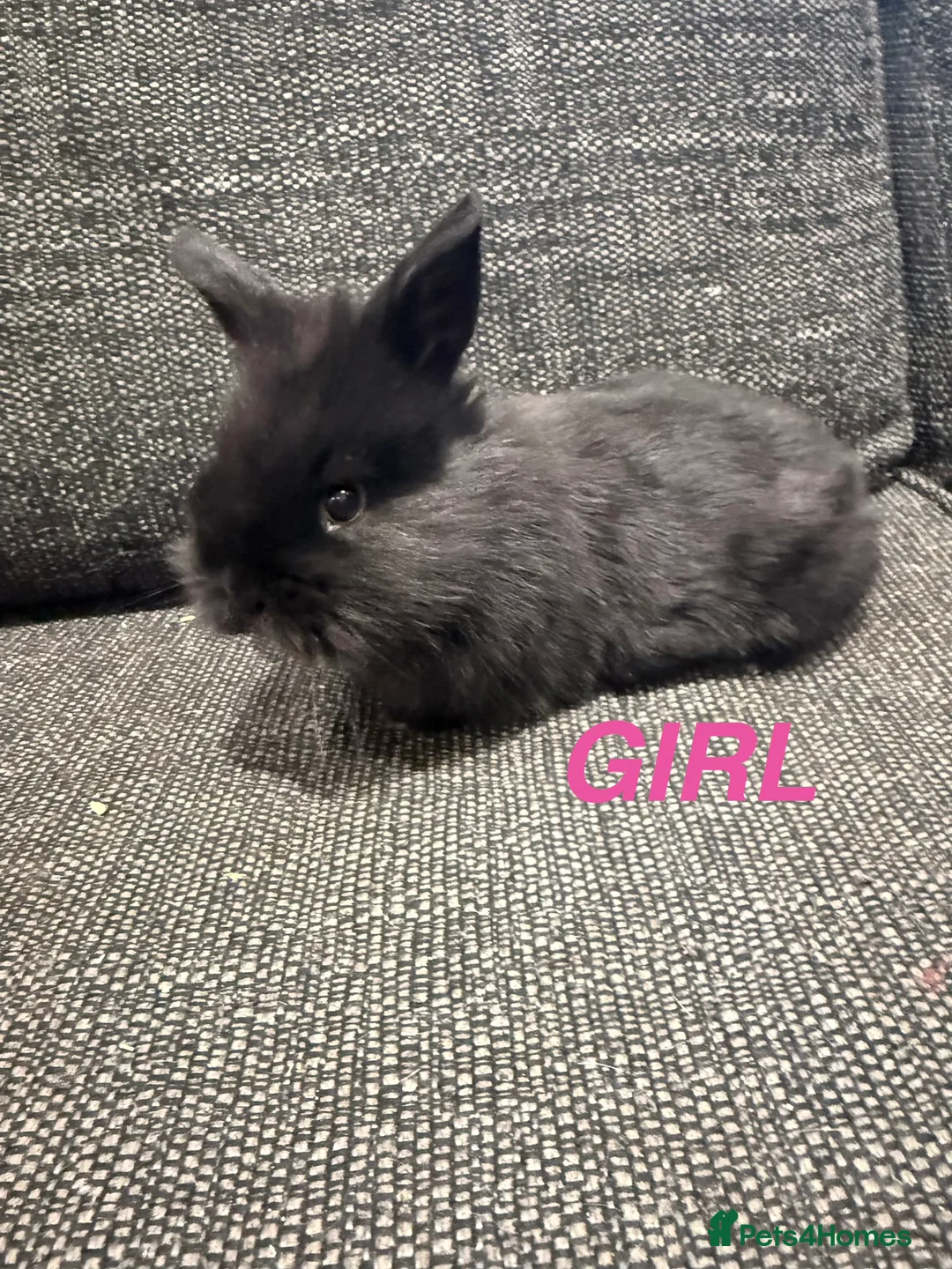 Mini Lop rabbits for sale: Adorable Mini Lops  - Advert 3