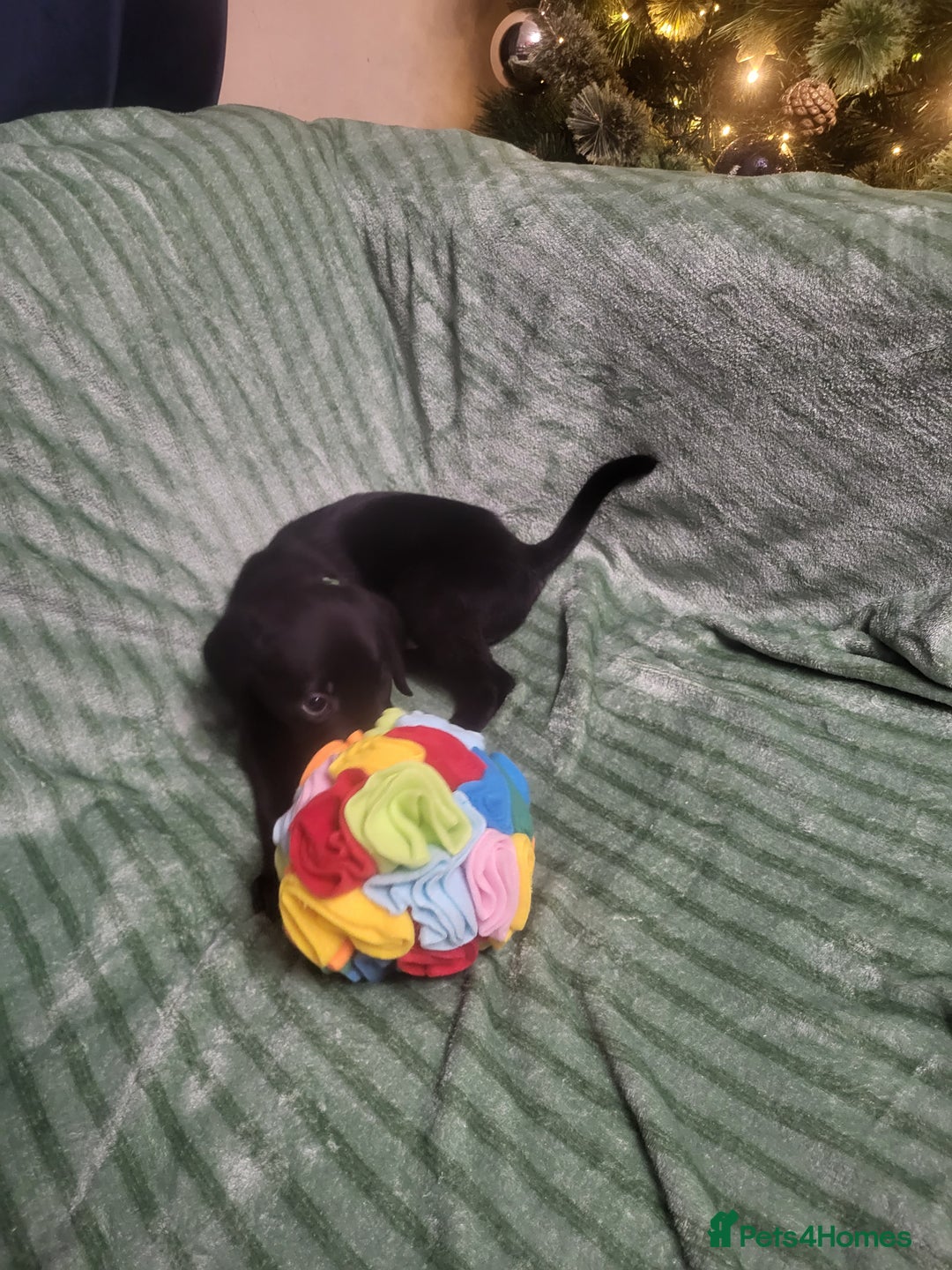 Labrador Retriever dogs for sale: KC registered labrador puppies - Advert 21