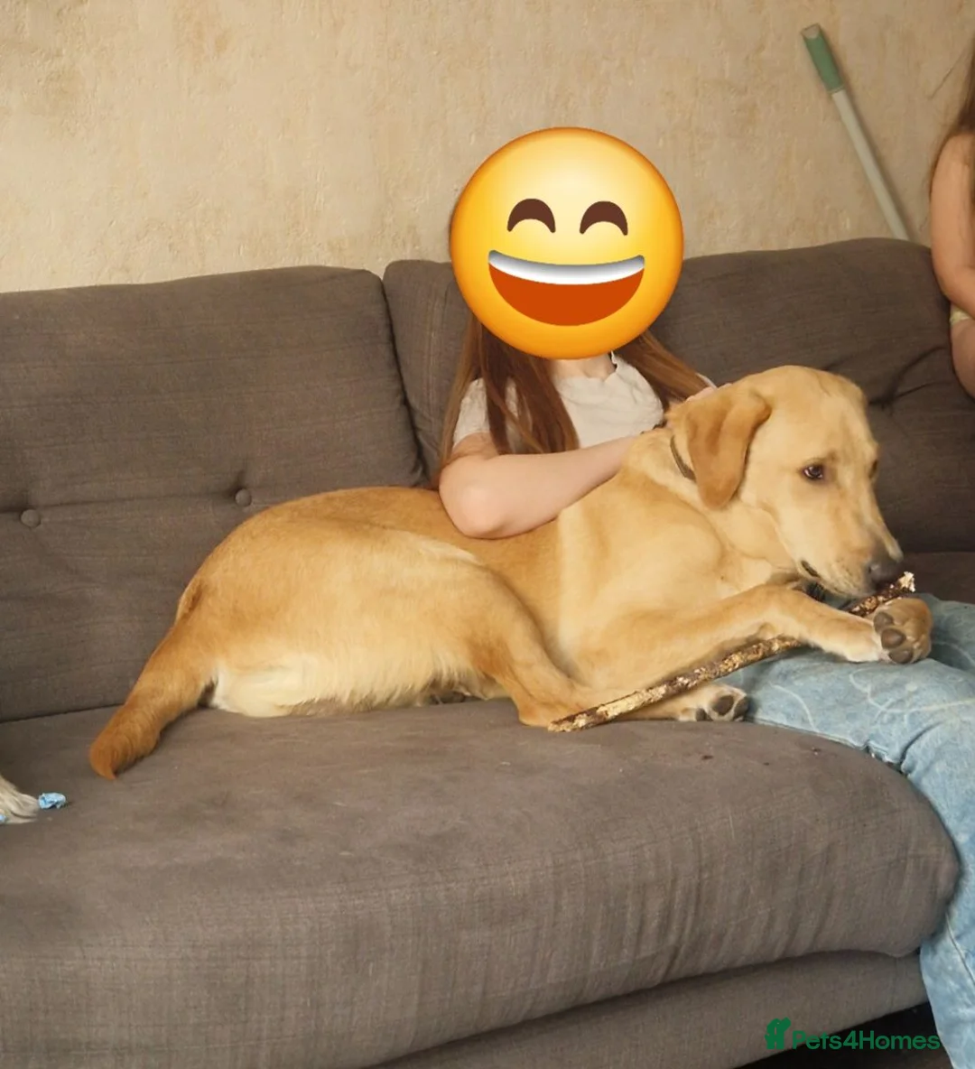 Labrador Retriever dogs for sale: 8 month old labrador  - Advert 2