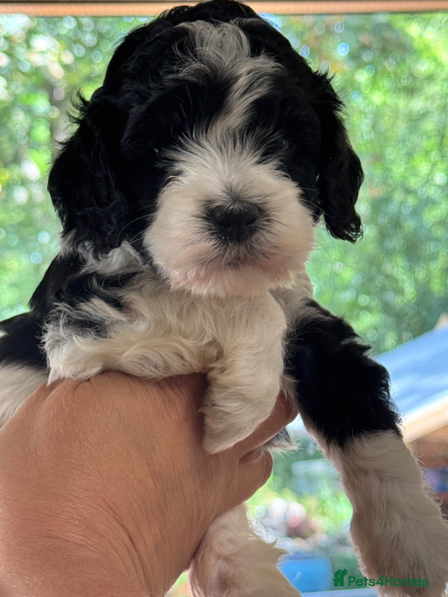 Cockapoo dogs Rare American toy cockapoo boy for reservation - Advert 2