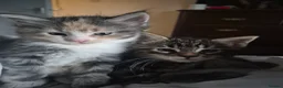 Maine Coon cats for sale: Half maincoon - Advert 2