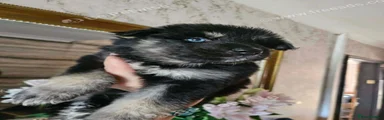 Shepsky 8