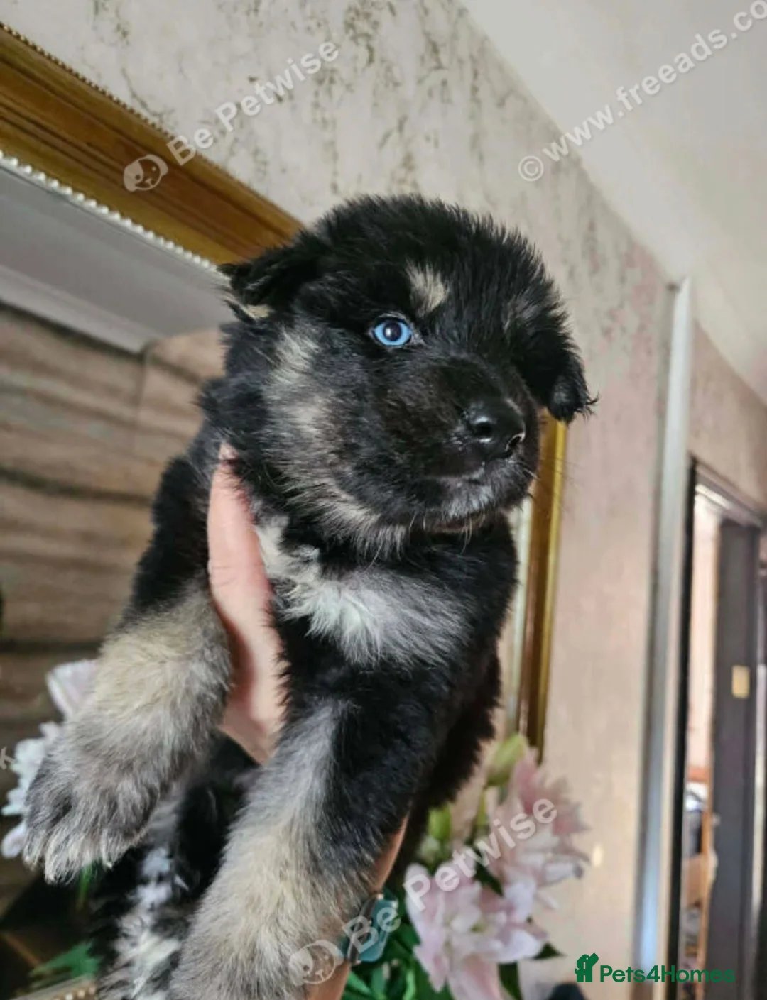 Shepsky dogs for sale: Beautiful german shepherd x syberian husky puppies - Advert 2