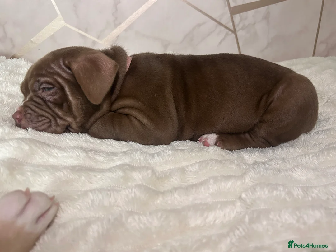 Mixed Breed dogs for sale: 4 girl pocket bully’s ready to go  - Advert 27