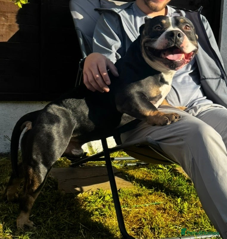 Mixed Breed dogs 4 year old microbully - Advert 8