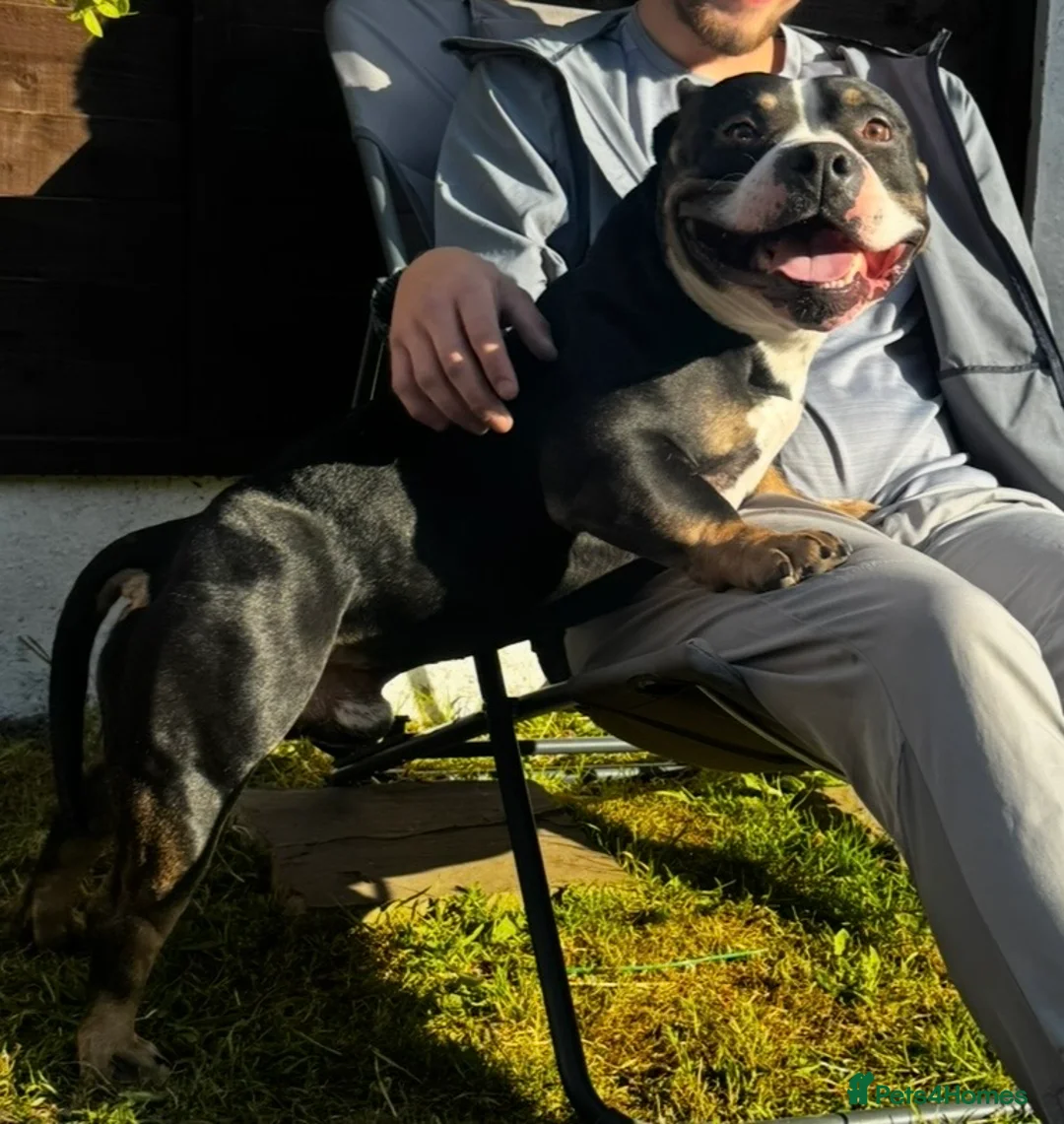 Mixed Breed dogs for sale: 4 year old microbully - Advert 1