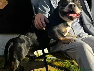 Mixed Breed dogs 4 year old microbully - Advert 8