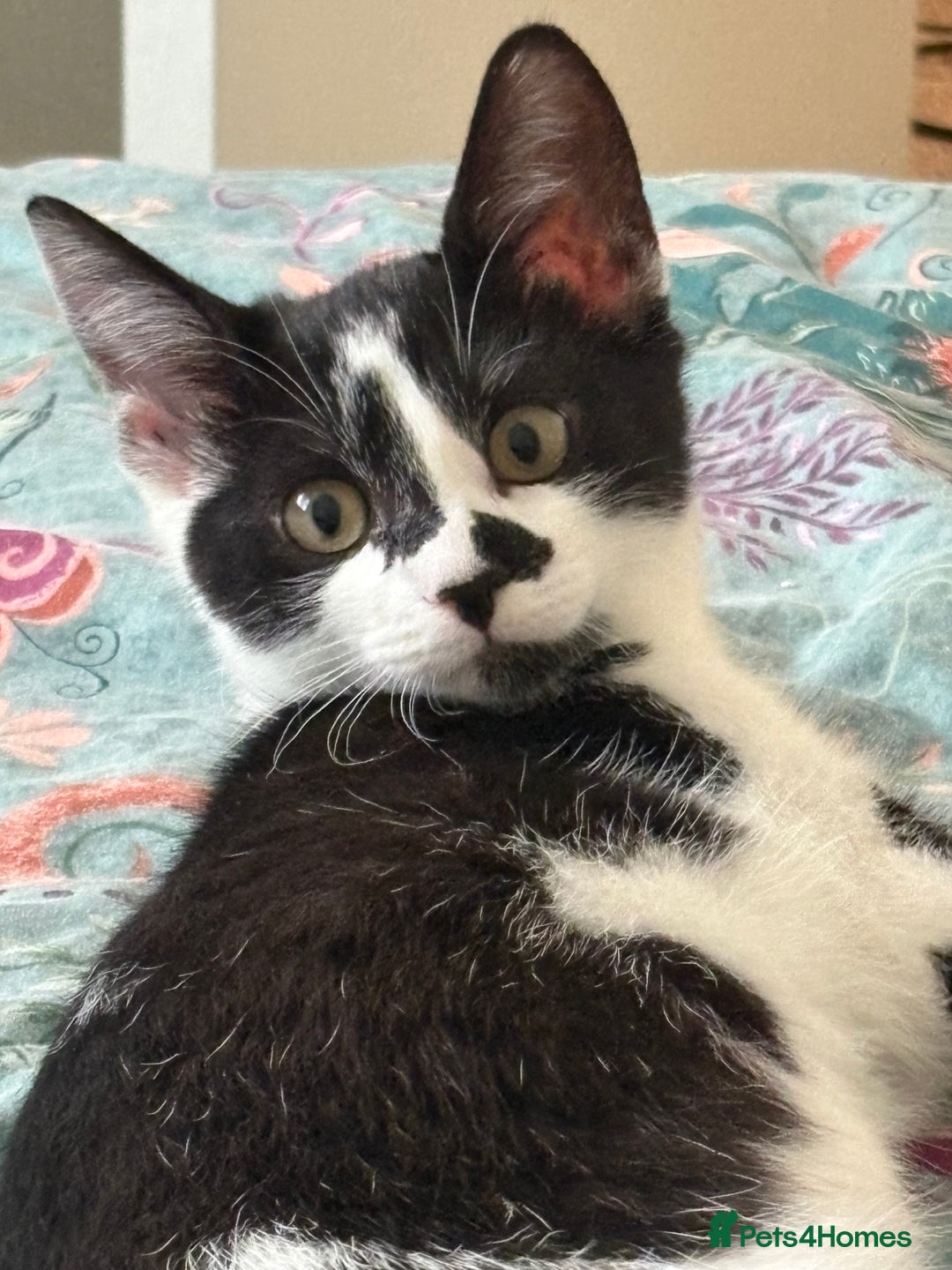 Mixed Breed cats for sale: 3 kittens for rehoming - Image 1
